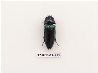 藏品(叩頭蟲(2))的圖片